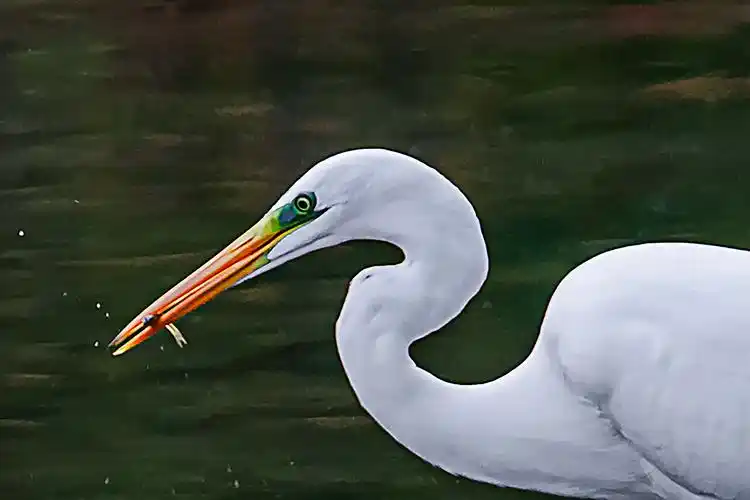 白鹭姿态优美,动作潇洒,极富飘逸之神韵.