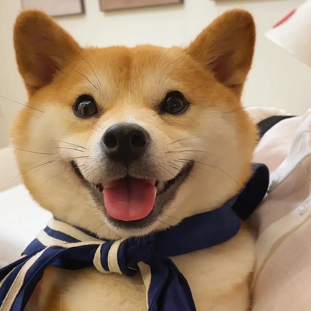 柴犬凭借它治愈的笑脸和搞笑的表情包,在网红狗界占据了一席之地.