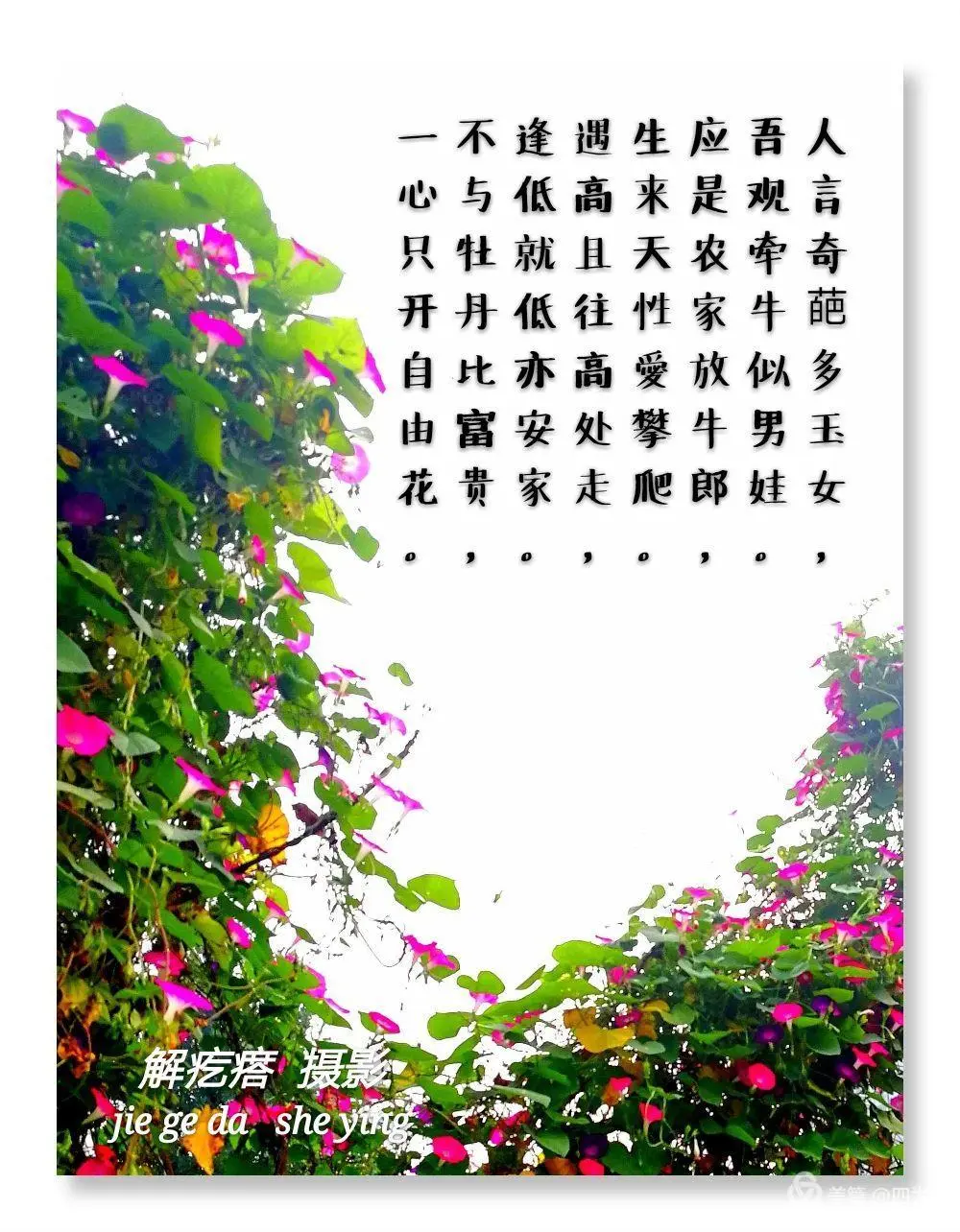 解疙瘩花语牵牛花不知道自己是草