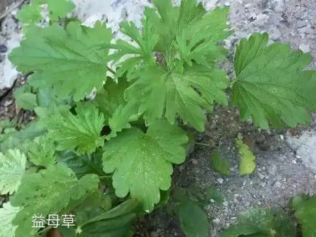 中医是如何辨别益母草真假的