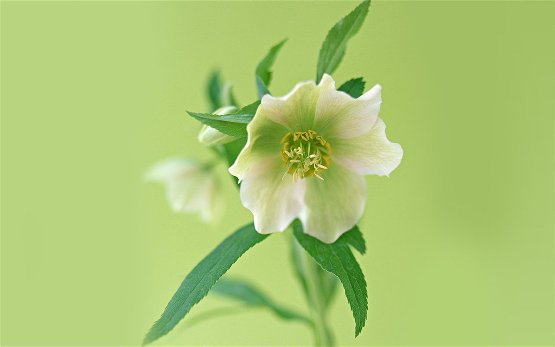 清新花朵唯美高清电脑桌面壁纸