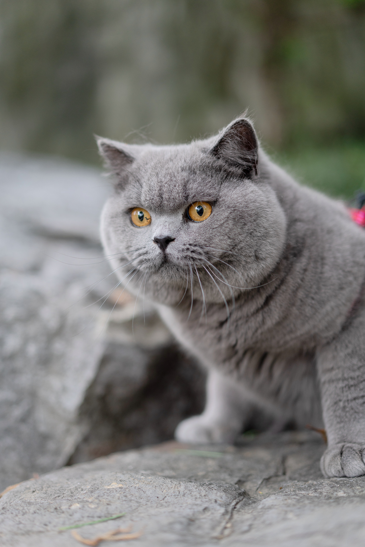 英短 蓝猫 纯蓝色 英国短毛猫 沐米猫舍 适合当种猫|摄影|动物|沐米猫