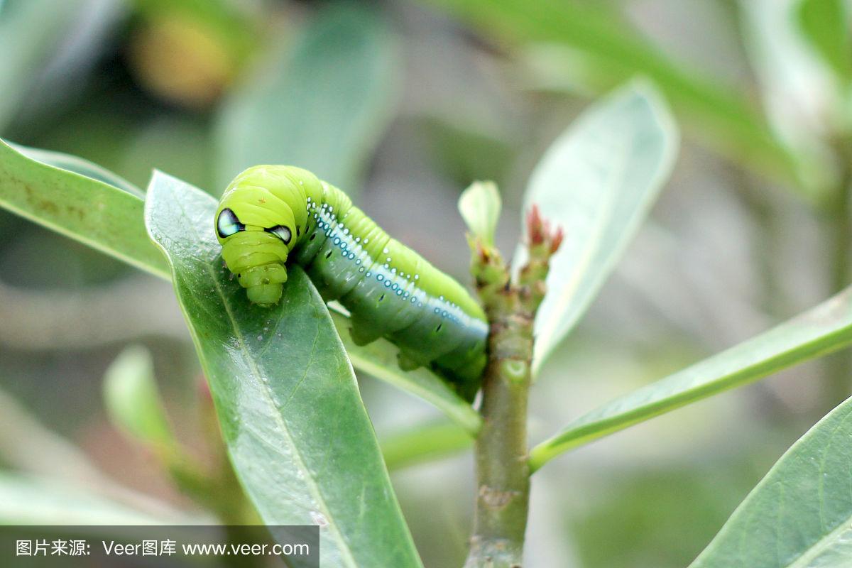 绿色毛虫的图片.