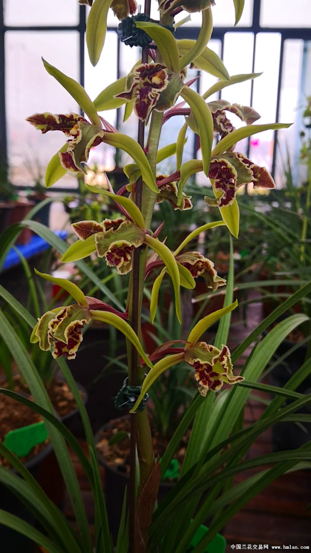 大叠彩,超精彩-蕙兰篇-中国兰花交易网社区