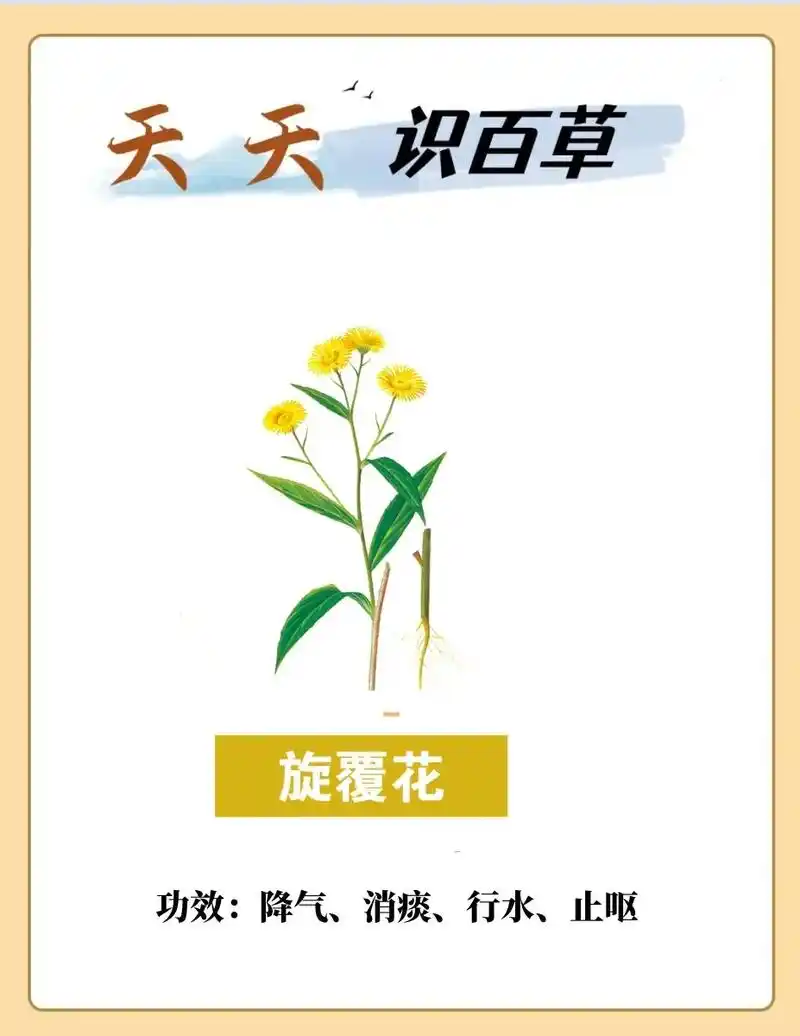 每天带你认识一味中草药-旋覆花.中文名:旋覆花 别名:金佛花 - 抖音
