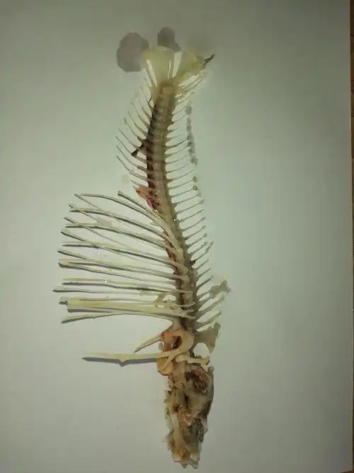 鱼骨骼标本制作过程——1731 36 莫景绚