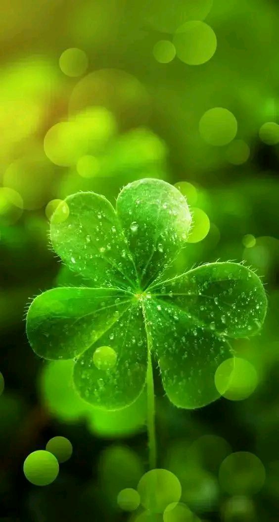 绿色护眼壁纸,非常绿