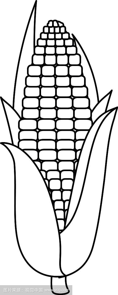 新鲜玉米素食