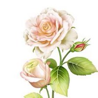 淡雅头像唯美_微信头像图片大全