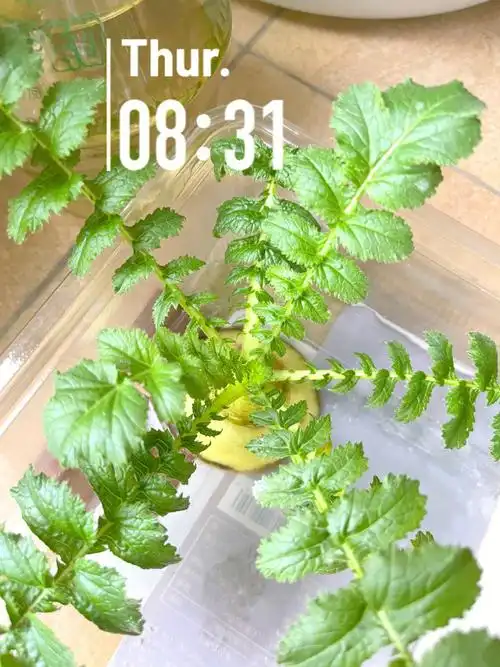 水培白萝卜头第二十七天