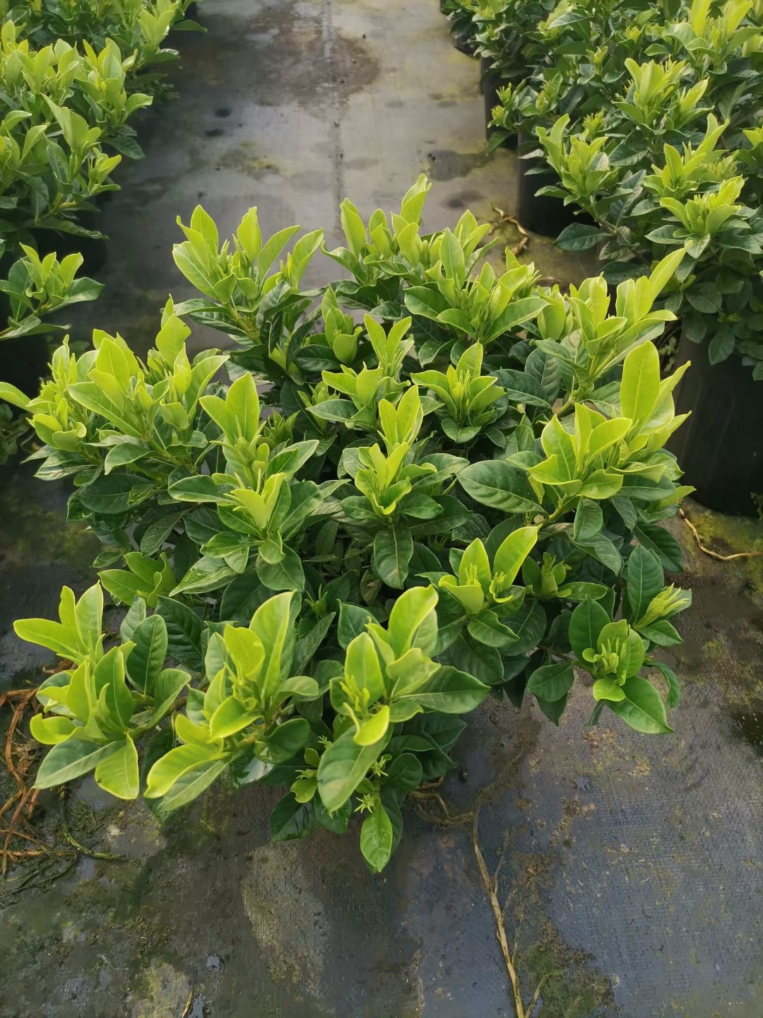 热销大叶栀子花