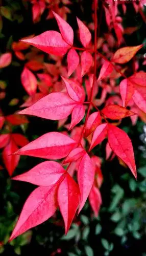 白河风景红叶树