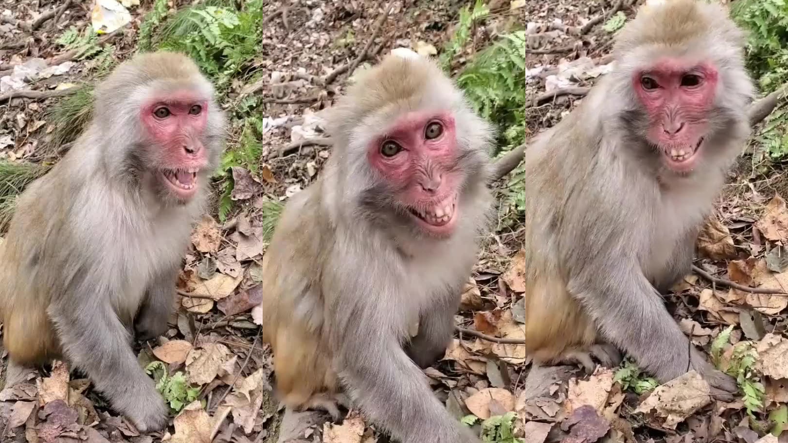 长虫在树上吊挂金倒钩吞食猎物,被吞的是一只猴子