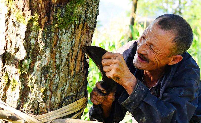 农村1种"咬人树",汁液千年不腐,300元1斤,村民却不爱种植_手机搜狐网