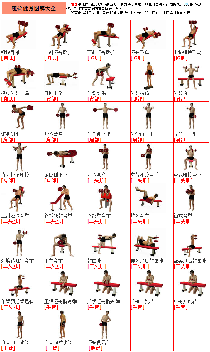 在只有一副哑铃(30kg)的情况下,如何锻炼尽可能多部位的肌肉?