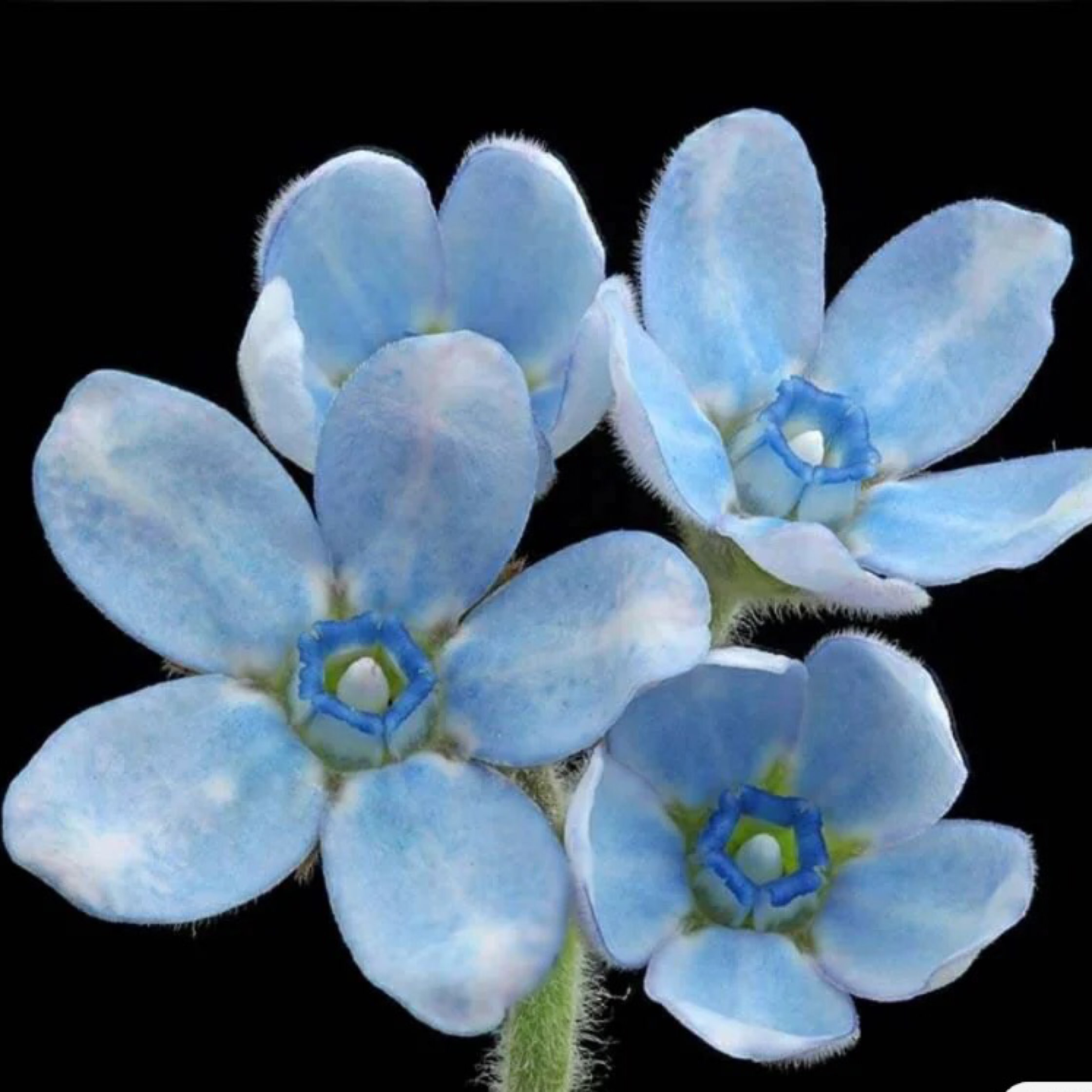 世界上居然还有一种花叫"蓝星"第一次看到这种蓝星花觉得小巧美丽,百