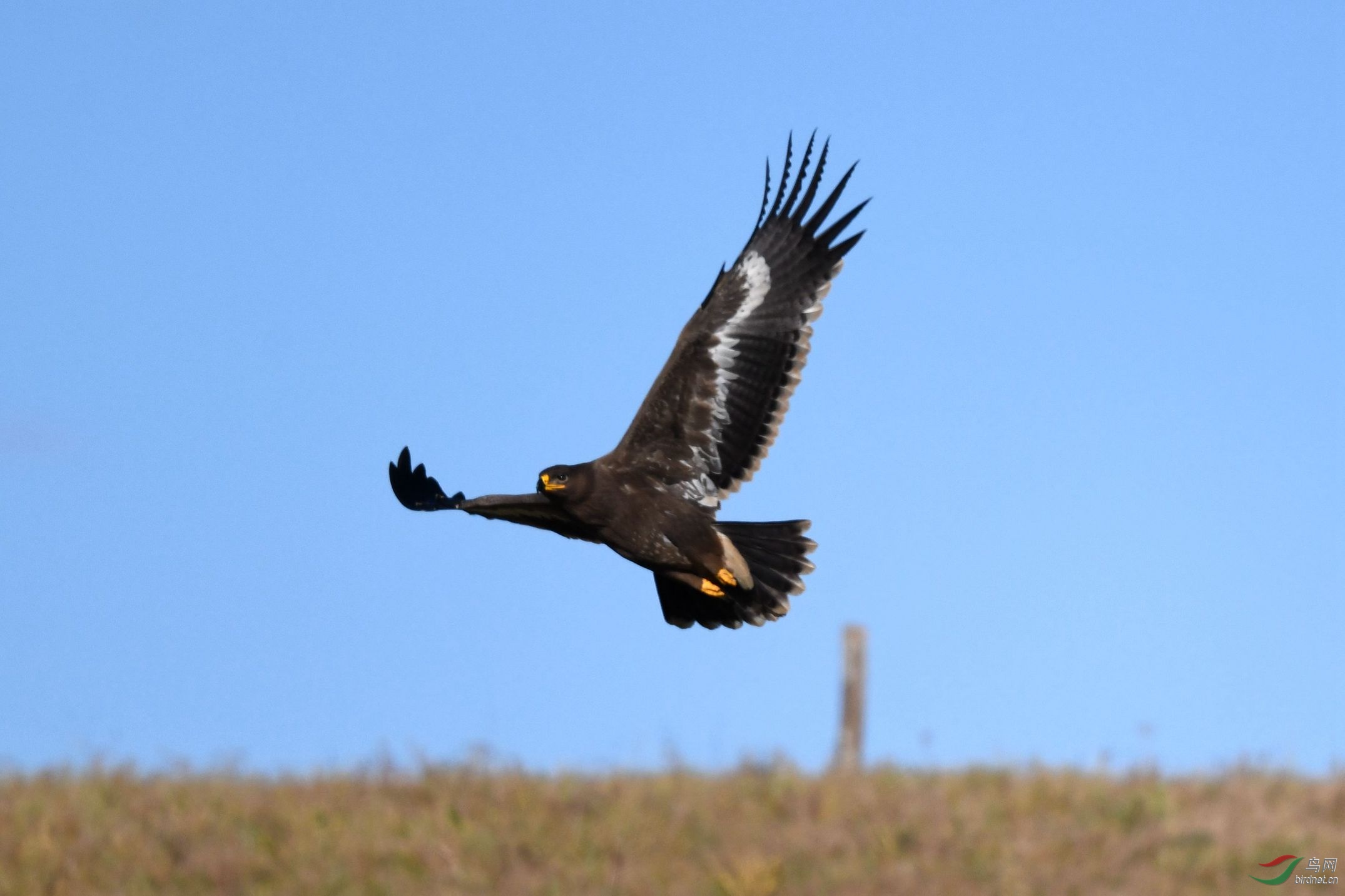 雄鹰展翅飞,草原雕.