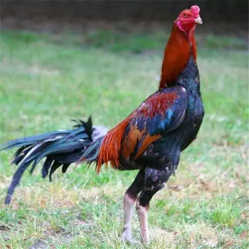 斗鸡跑笼图片_斗鸡跑笼大全/细节图 - 搜好货网海量高清精选图片