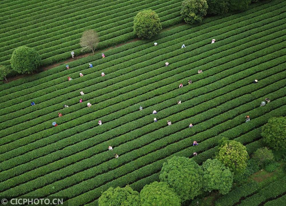 广西桂林:茶园如画
