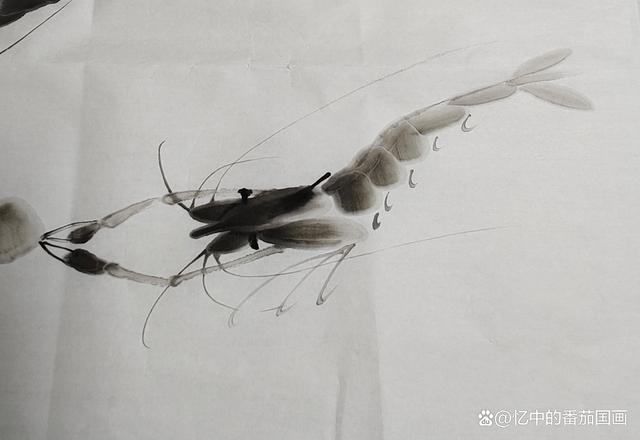 水墨虾游动画法以下几个步骤值得收藏学习