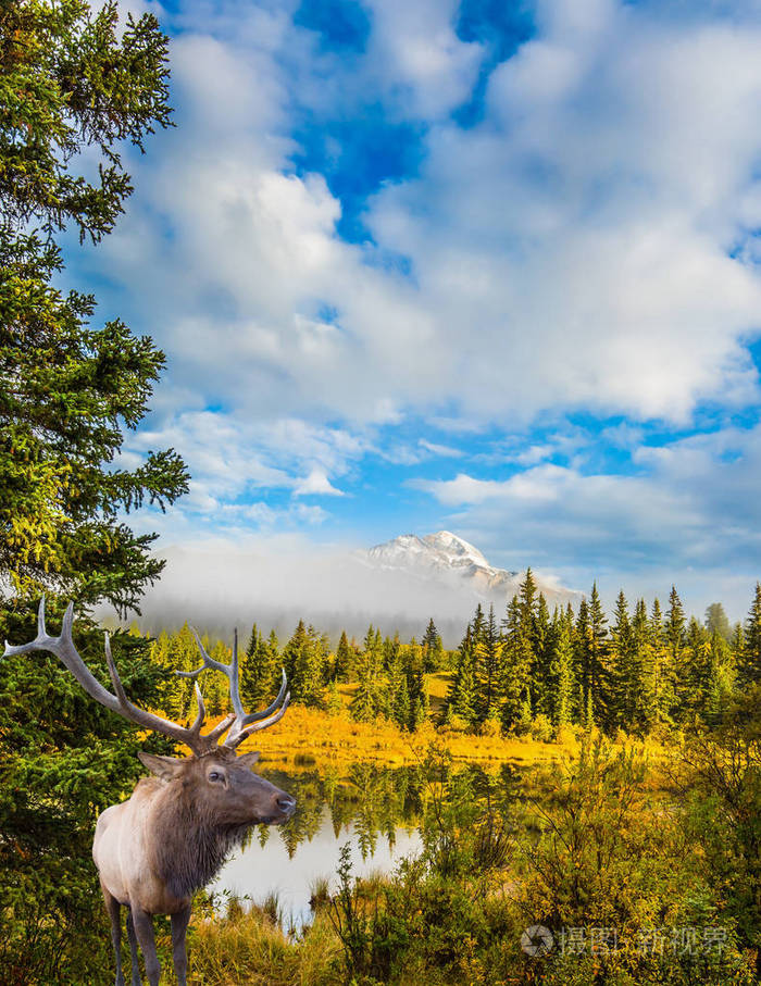 高贵的鹿在湖边吃草