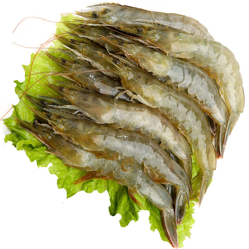 鲜活白虾500g活虾