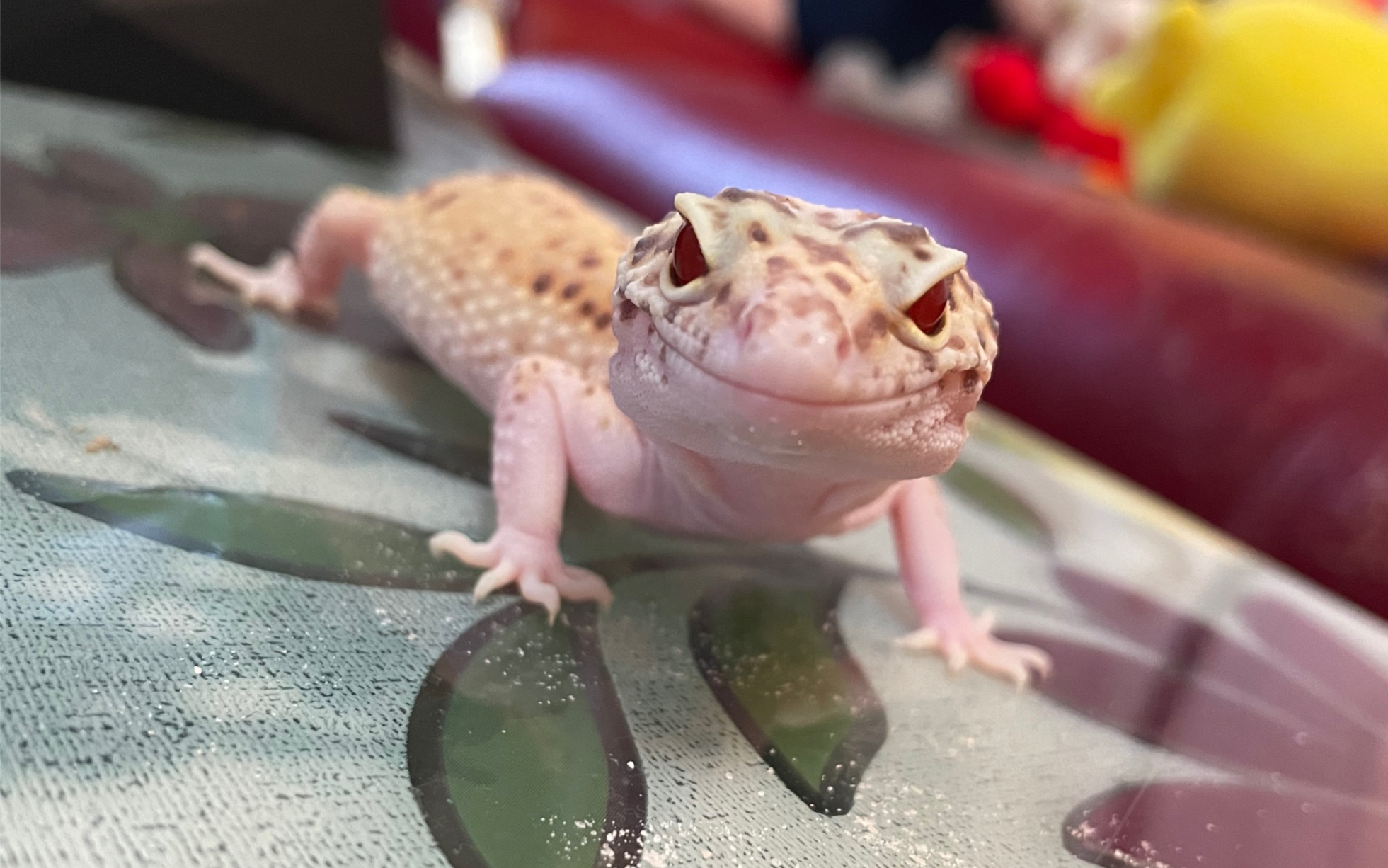 【豹纹守宫】可爱的小雷达喝水