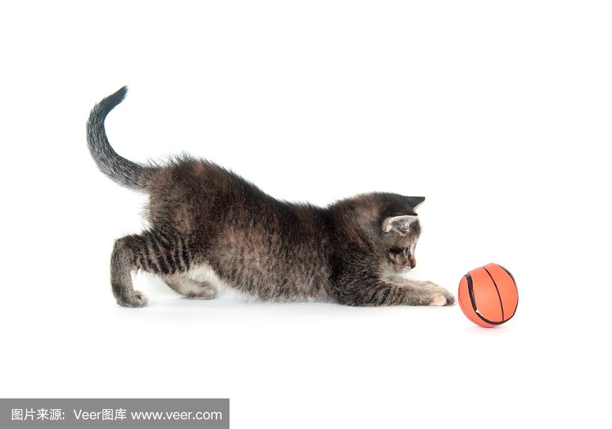 小猫在玩球