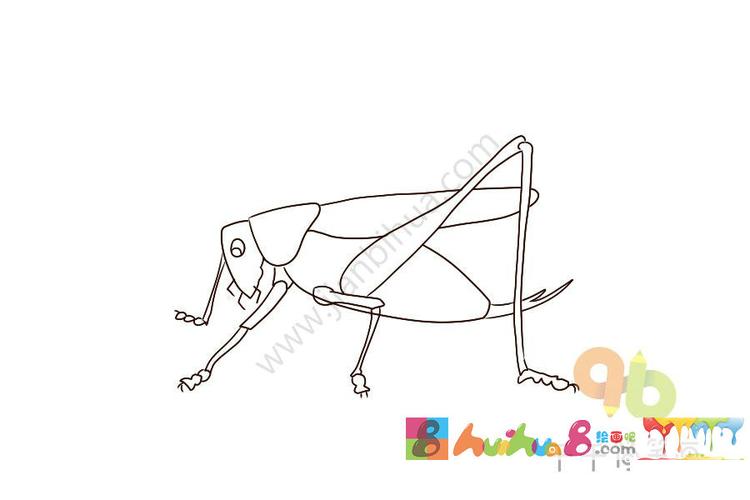 简笔画动物蝈蝈