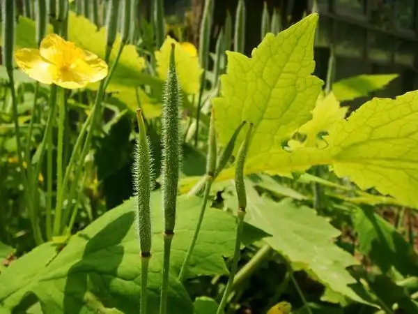 罂粟科的人血草(金罂粟 stylophorum sutchuense)2011年4月26日