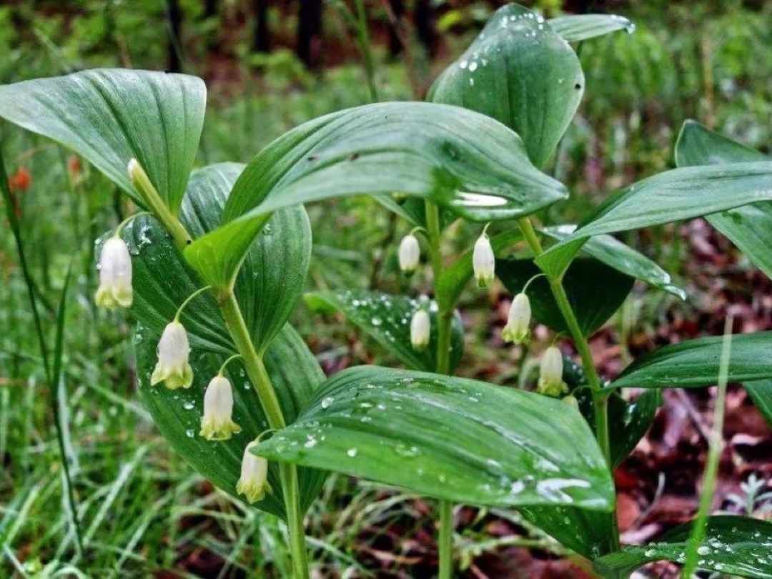 每日一花|玉竹 玉竹:别名尾参,地管子,铃铛菜,葳蕤.