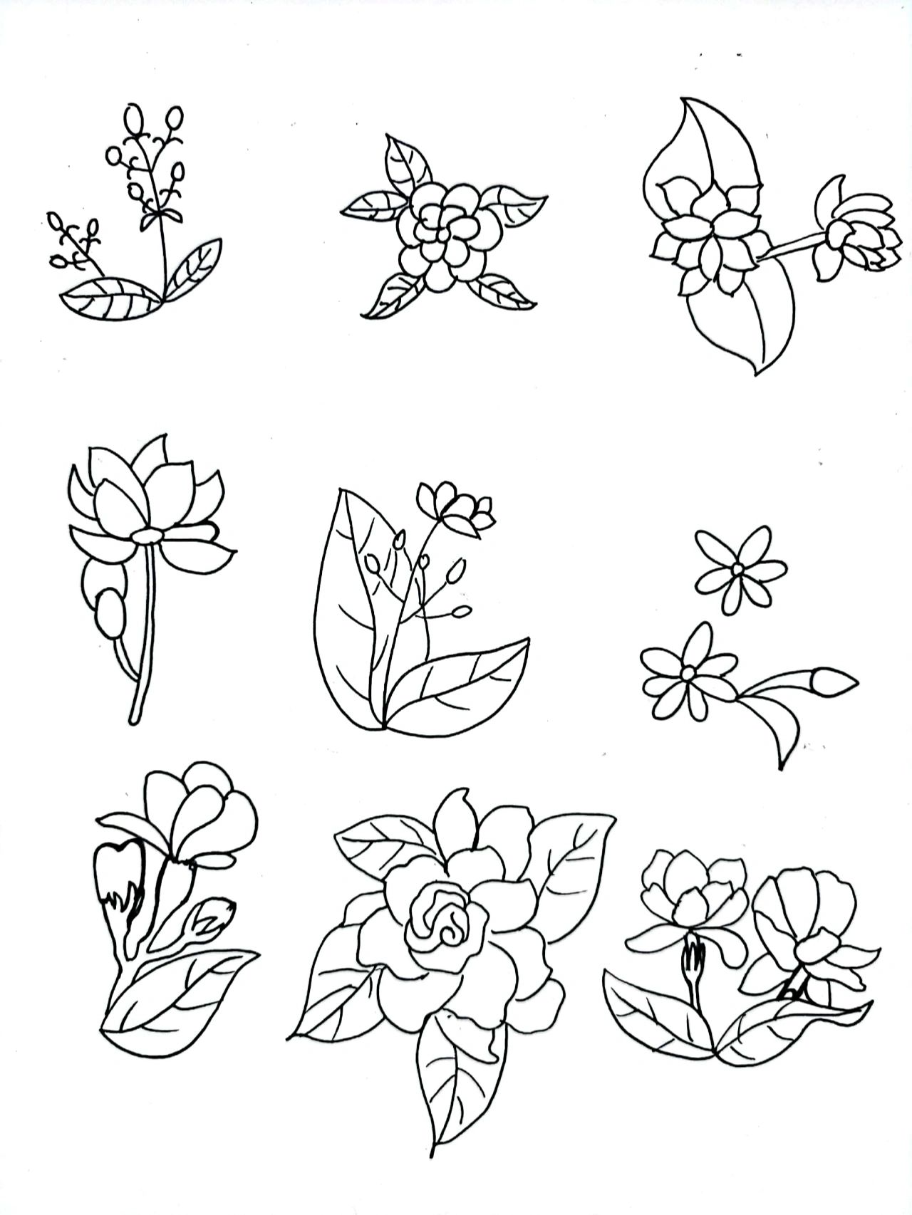 简笔画|植物篇手帐素材茉莉花|98/100 好一朵美丽的茉莉花…… 小时候