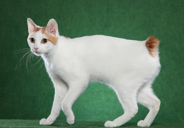 日本短毛猫被毛柔顺流畅,毛色漂亮,白色为基本色型,其上嵌有黑色或