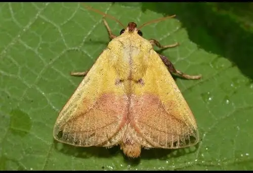 河北的洋辣子种类(暂时)(所有的没有丽绿刺蛾(>﹏ ))