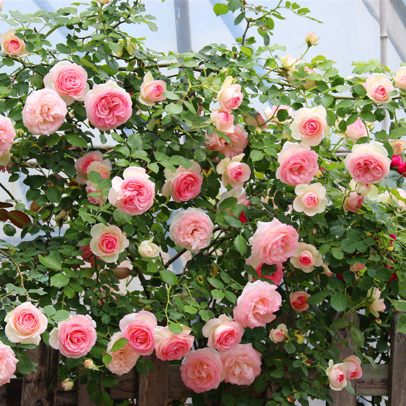 欧月爬藤本月季 粉龙 粉色龙沙宝石庭院阳台爬藤植物蔷薇花苗