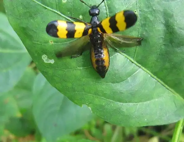 关于最毒的昆虫,在前面其实介绍过,可以参考:世界最毒的甲虫 斑蝥