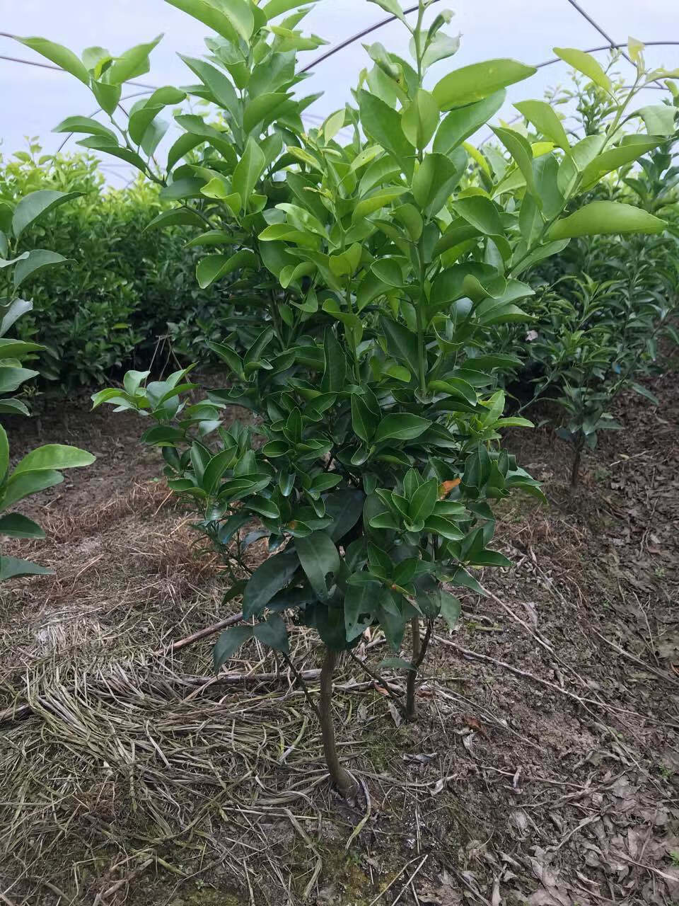 嫁接桔子树苗沙糖橘子苗金桔南方北方种植地栽盆栽果树苗当年结果