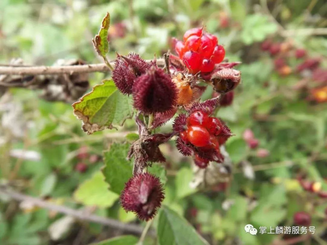 美子,蔓长刺多,果实爽口,实为伏天的野外美味.