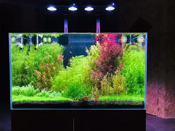 兑现承诺^_^去年的荷兰缸成景图分享 - 水草玩家 - 龙巅水草