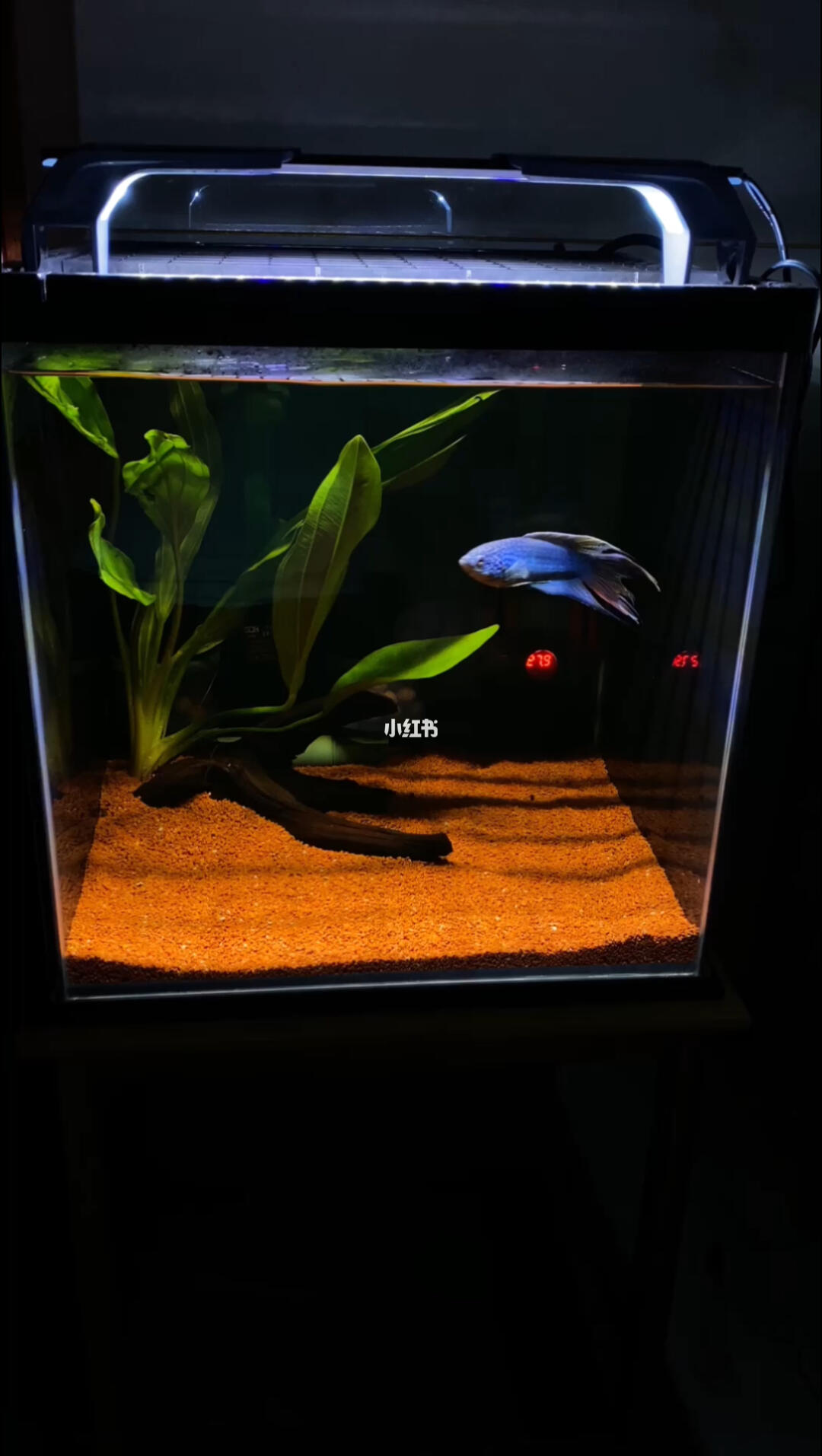 开一个30方缸养一条小型雷龙需要多少钱