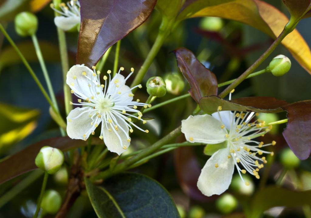 巴西樱桃花,巴西樱桃 (欧亨尼娅草) 灌木的花朵.
