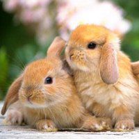 兔子头像图片萌萌哒_微信头像图片大全