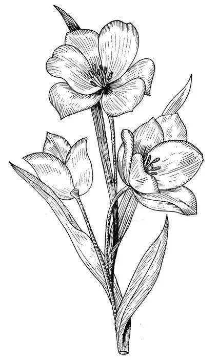 素描简笔画画植物