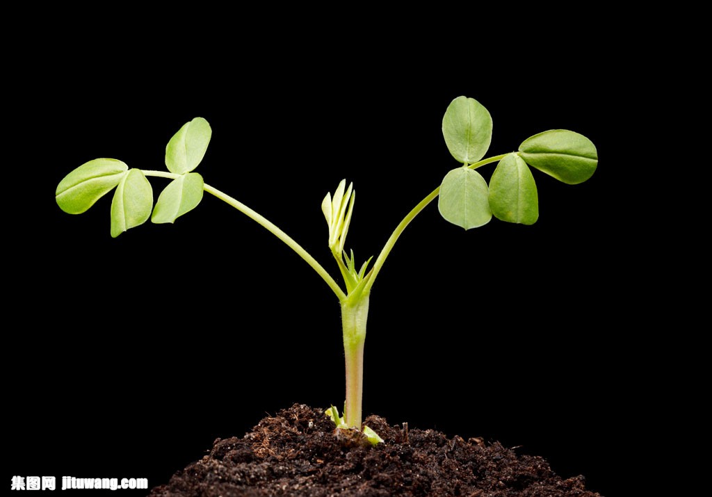 发芽的种子图片