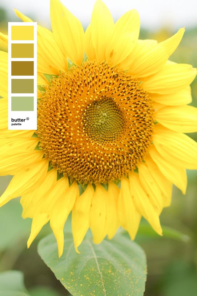 向日葵,永远向上