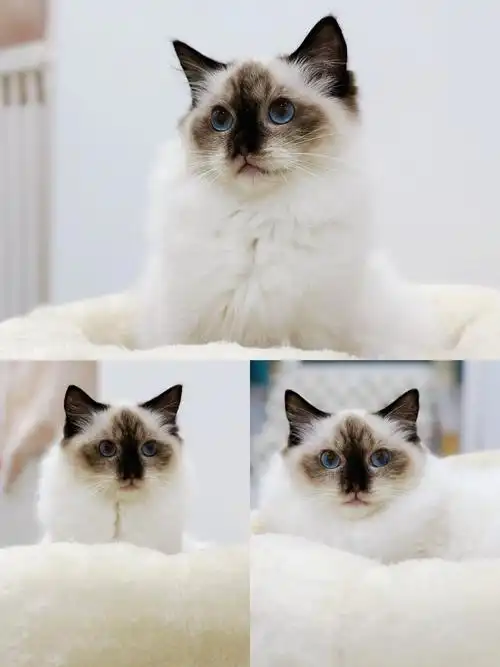 每日一猫布偶海豹手套色