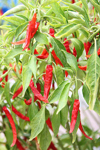 花园的树上有干燥红辣椒图片素材