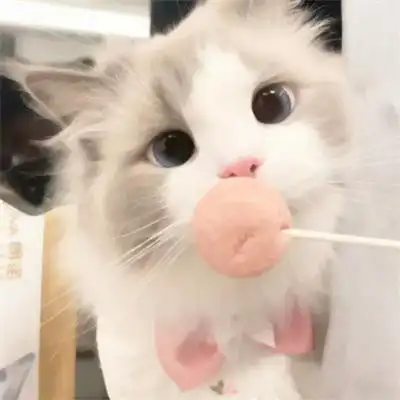 看一眼就会爱上的超治愈可爱猫咪头像