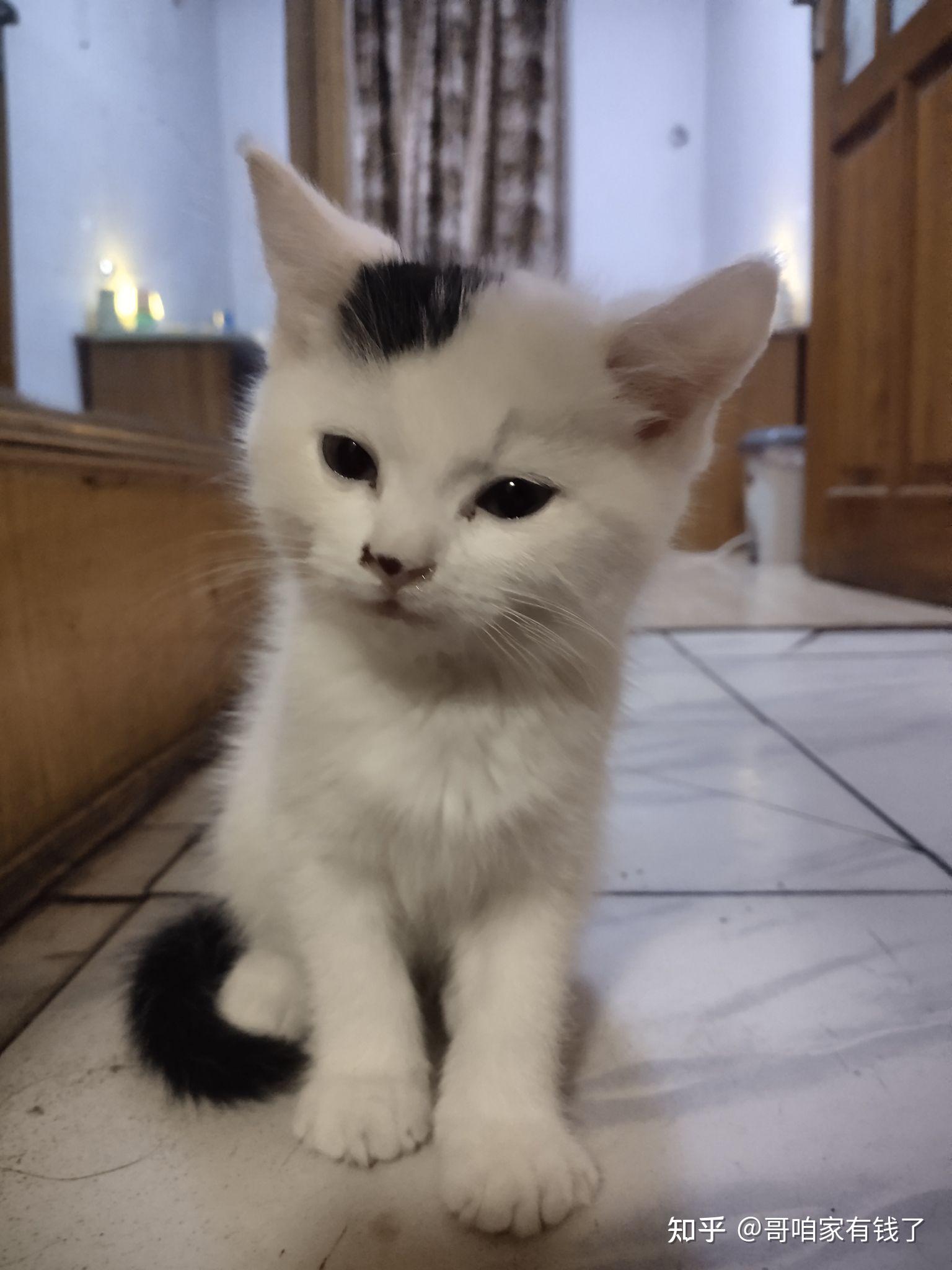 800买的英短梵色猫,大家帮看看值不值 - 知乎