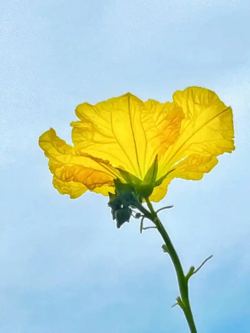 植物之美 丝瓜花 丝瓜花#我看到的vs我拍到的 #度过夏天的 - 抖音